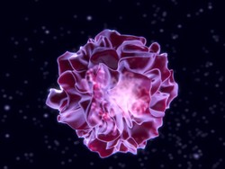 facteur NF κB
