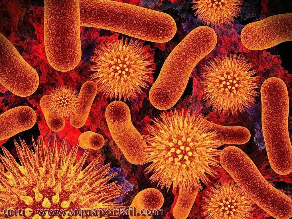 FLORE INTESTINALE