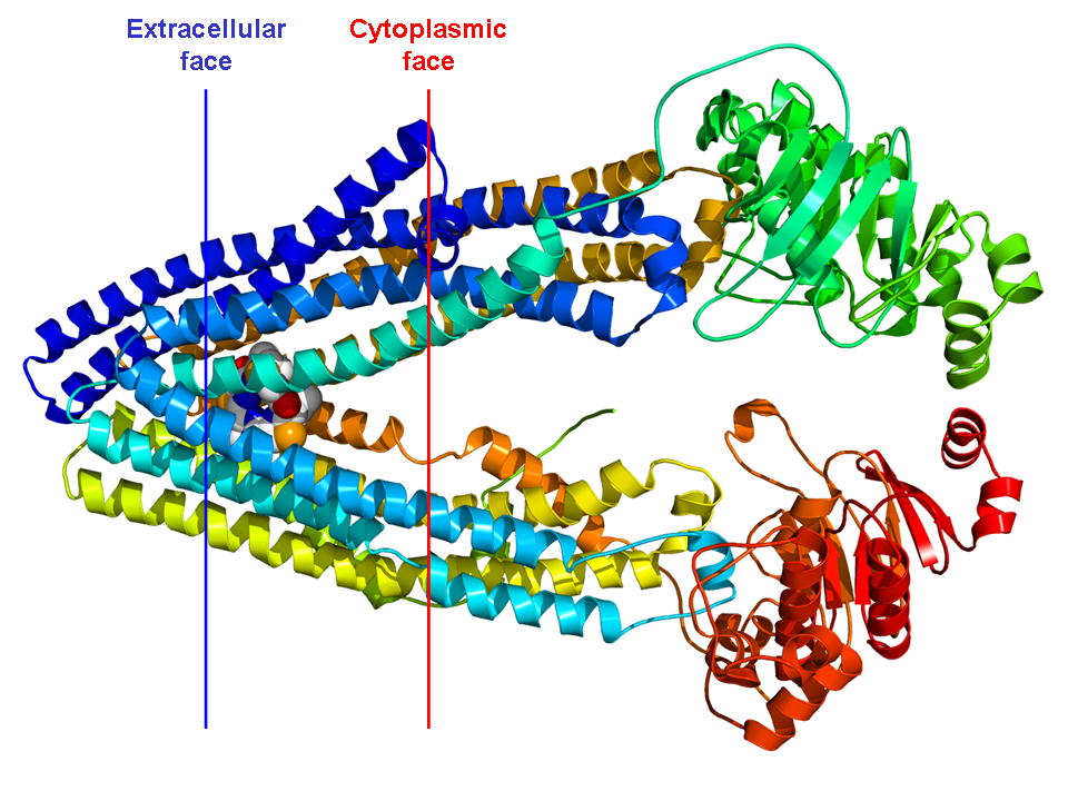 GLYCOPROTEINE P