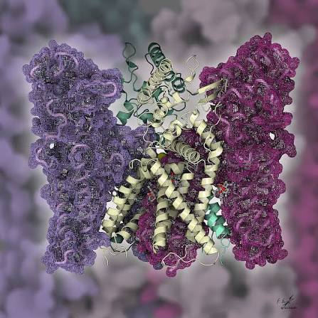 TRPV1